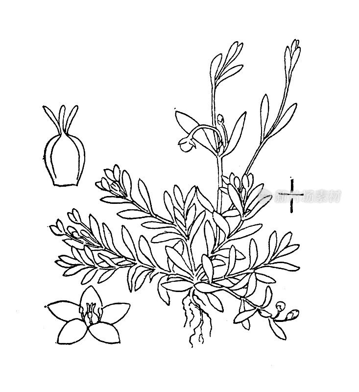 古董植物学植物插图:Montia fontana，水繁缕